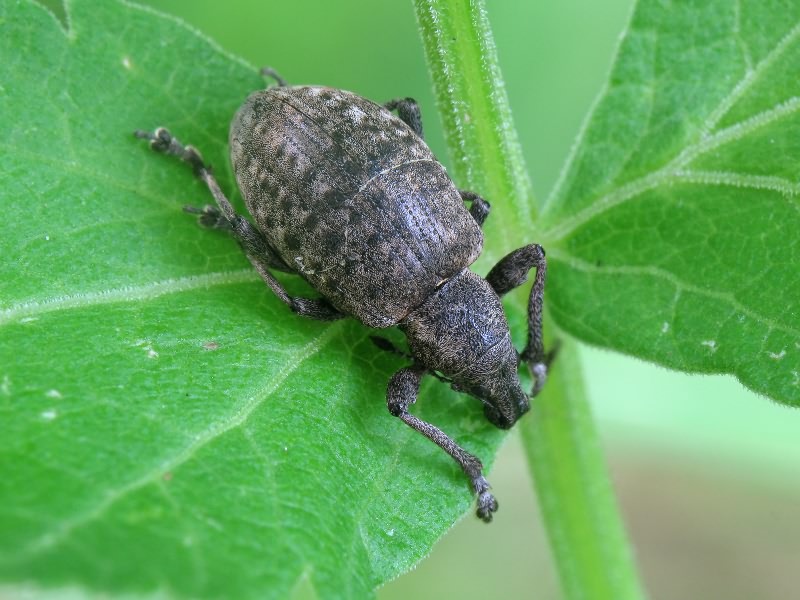 Liophloeus tessulatus (Müller, 1776)